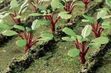 JTT Scenery Ho Rhubarb Plants