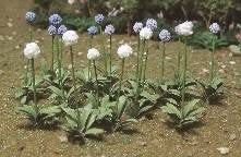 JTT Scenery O Allium Gigateum Flowers