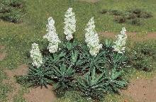 JTT Scenery Ho Yucca